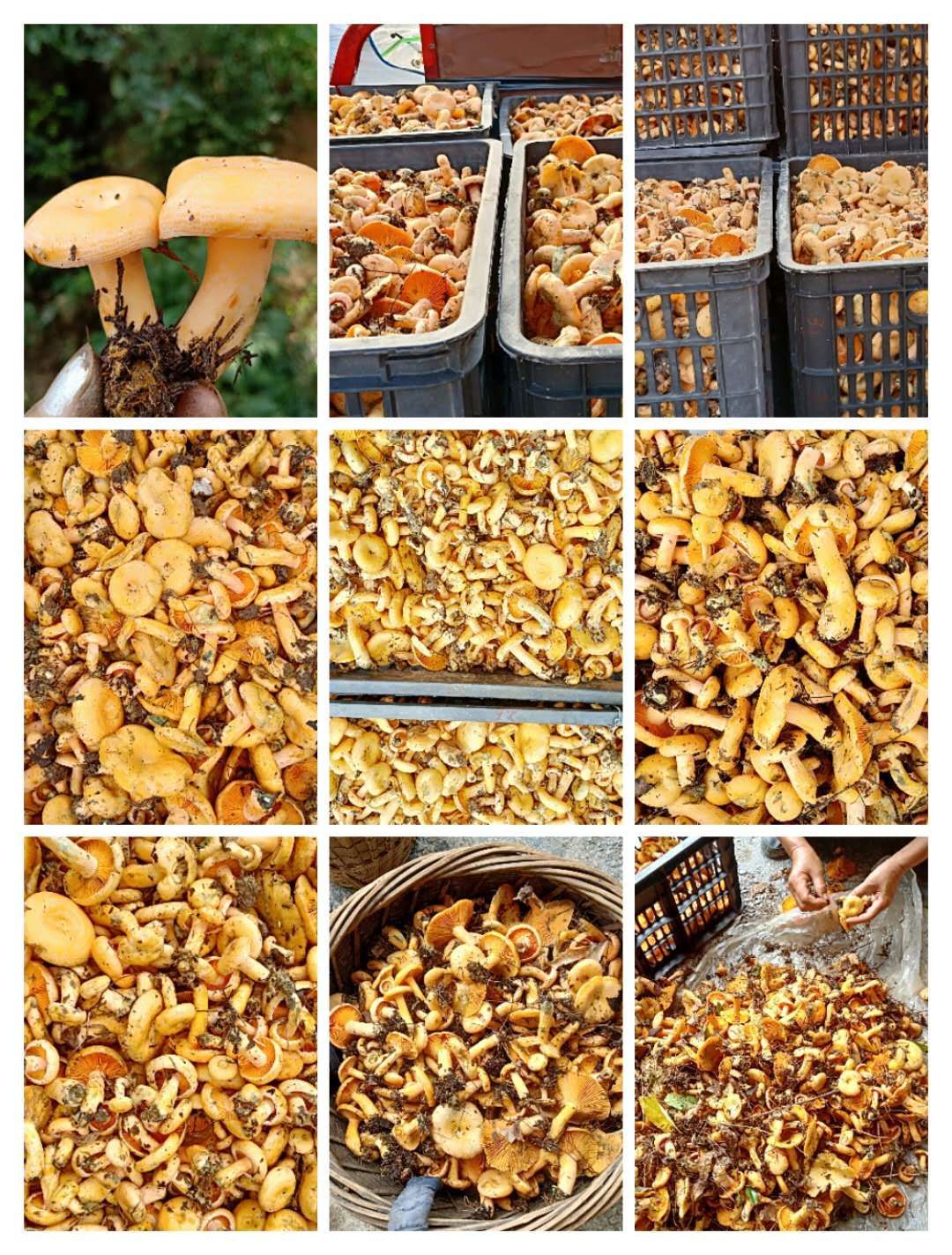 松树菌  松 树 菌 批 发  来自大山深处的食材 无任何污