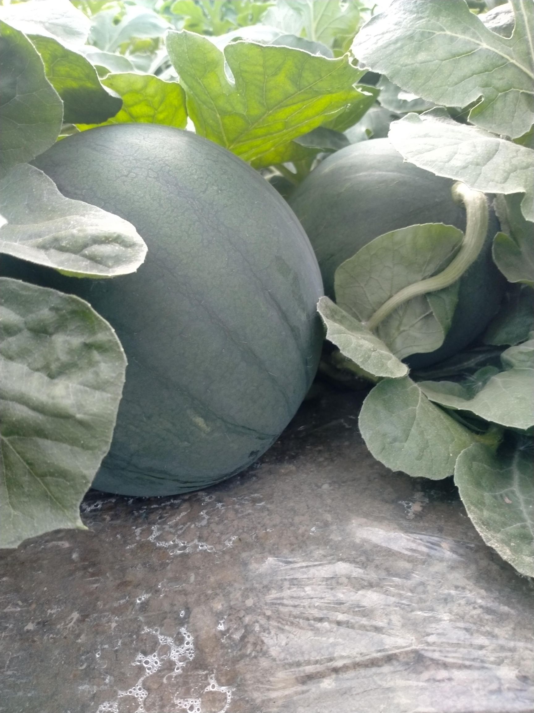  墨童西瓜无籽小西瓜，小薄皮大红瓤，口感甜翠耐运输耐储存