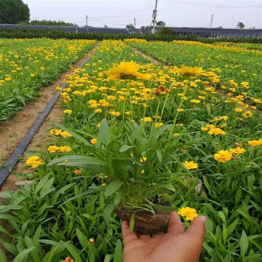 长沙金鸡菊苗 大花金鸡菊