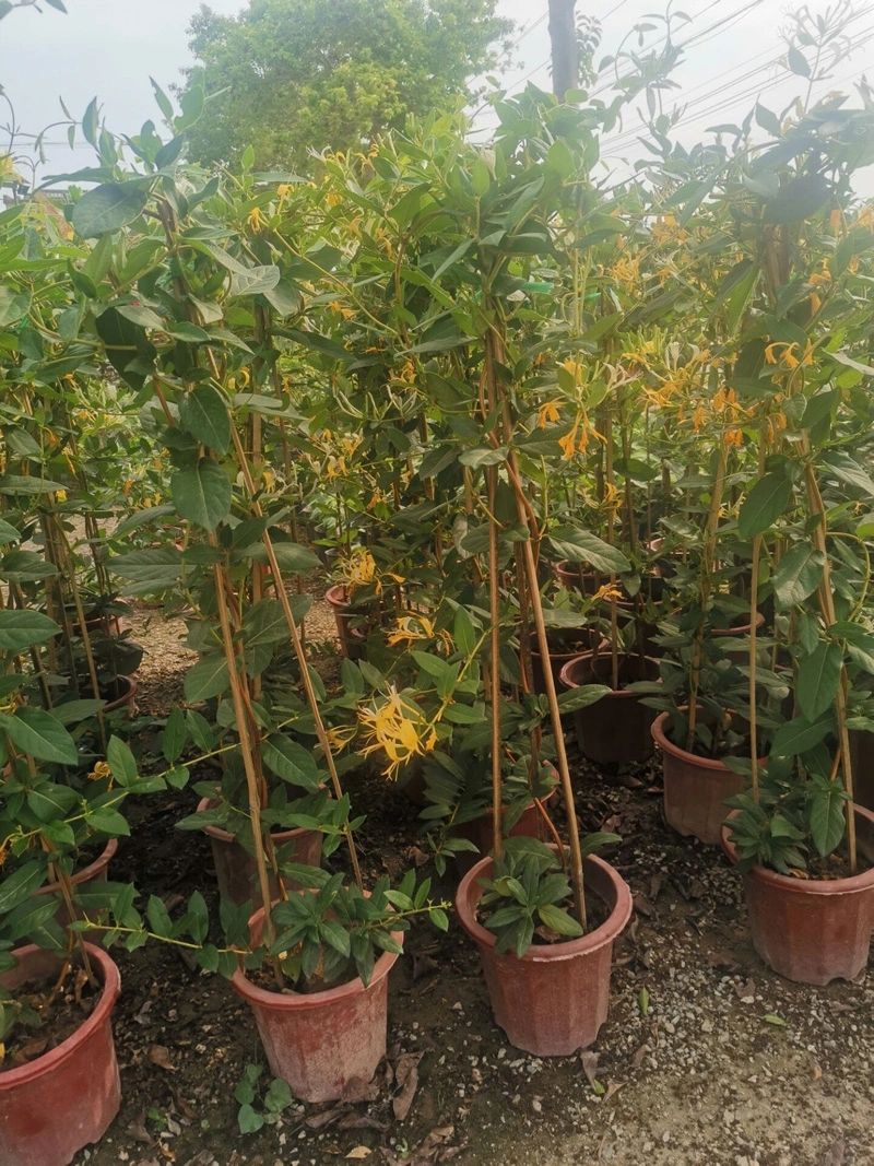 四季金银花苗  金银花苗  金银花盆栽可食用 爬藤植物