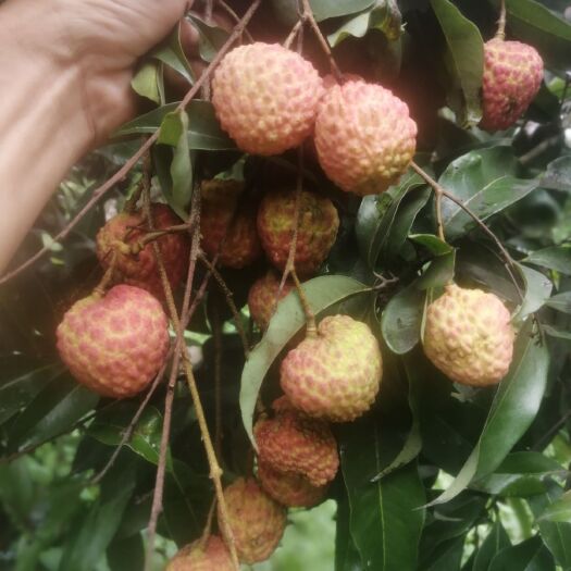 广州三月红荔枝  广州增城桂味荔枝