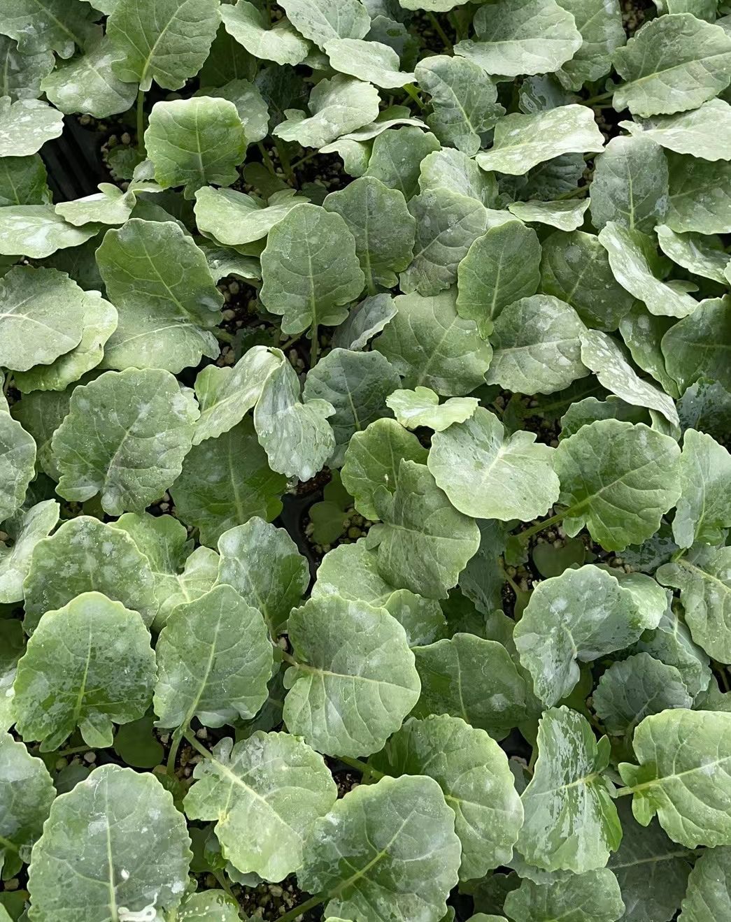 花椰菜苗 有機(jī)菜花苗 早春茬菜花苗 早熟 75天白菜花苗