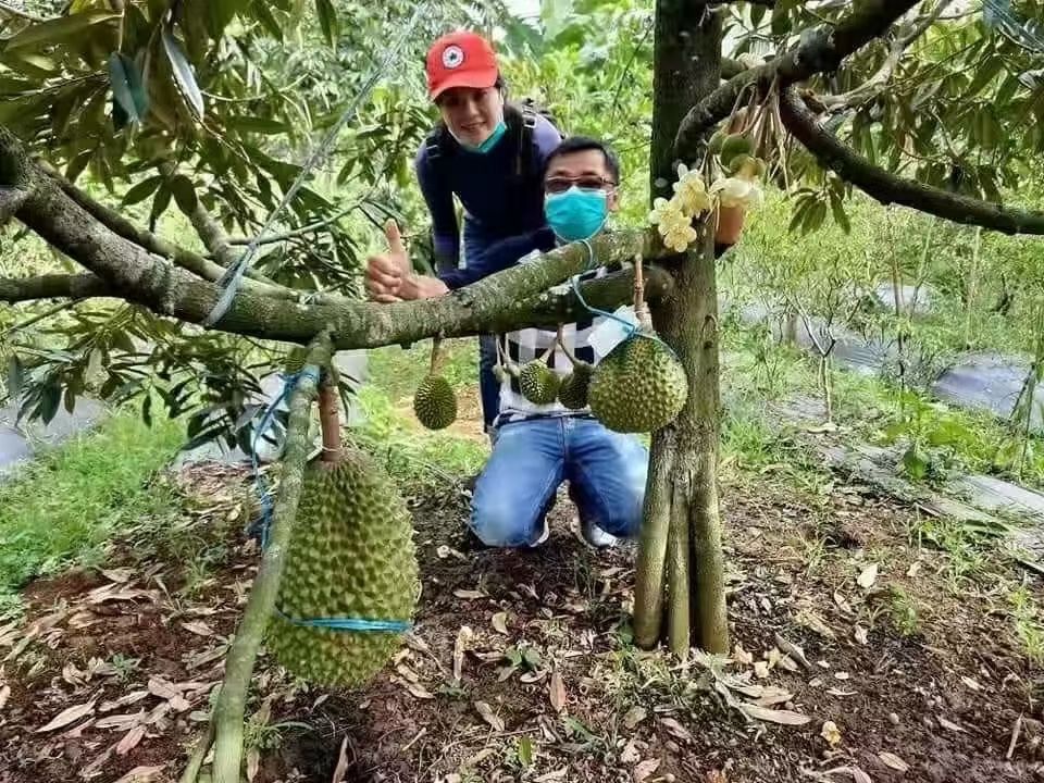 金枕榴莲苗  榴莲树苗批发 猫山王榴莲 马来西亚黑刺榴莲苗