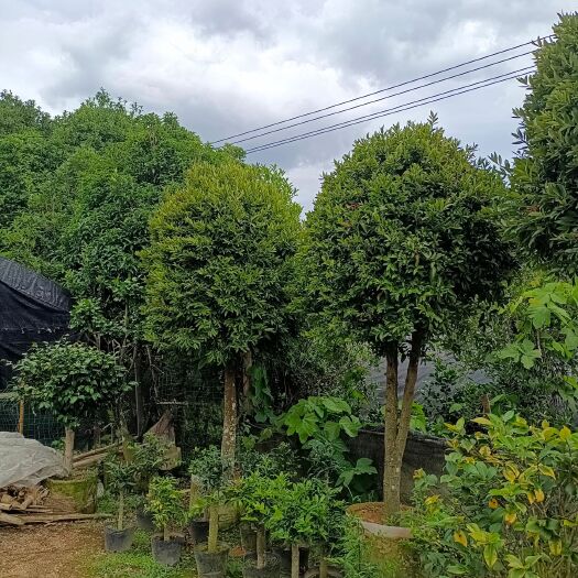 漳平市窄叶竹柏 竹柏