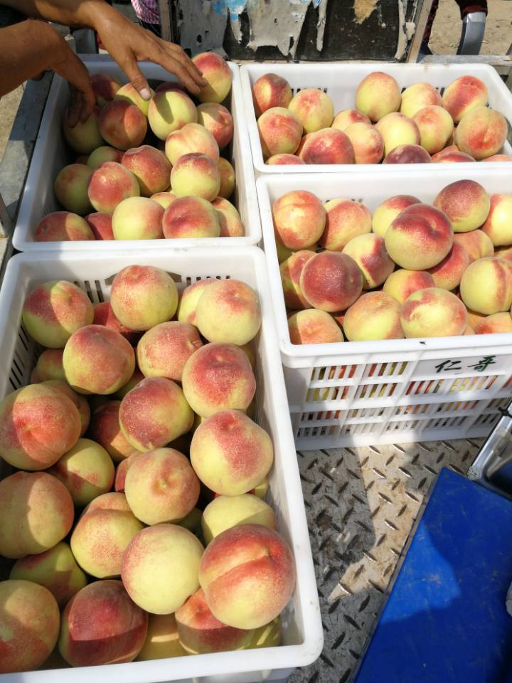 突围桃  春雪，春蜜，突围，优质毛桃大量上市供应，皮薄多汁，口感脆甜