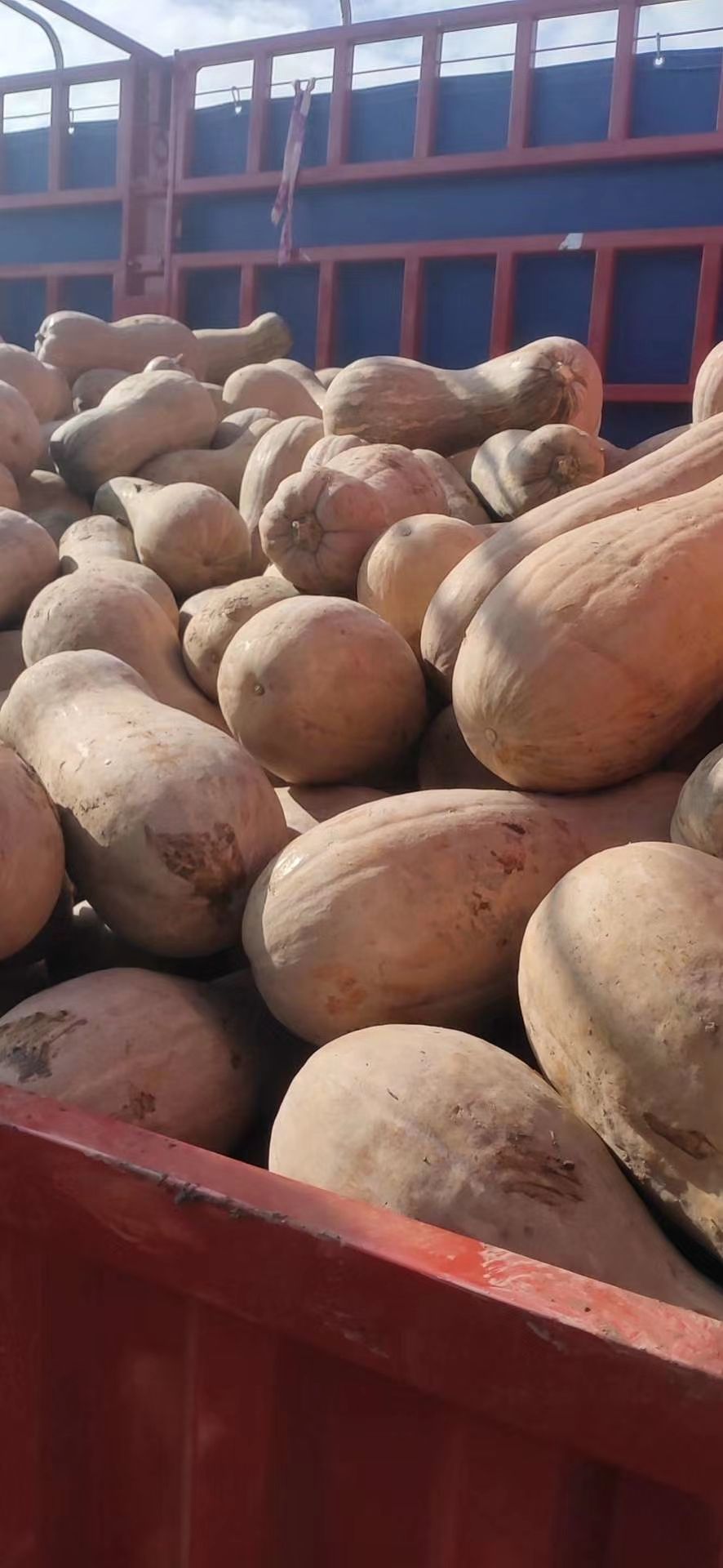 蜜本南瓜  又甜又面早熟密本南瓜，产地一手货源，量大从优。