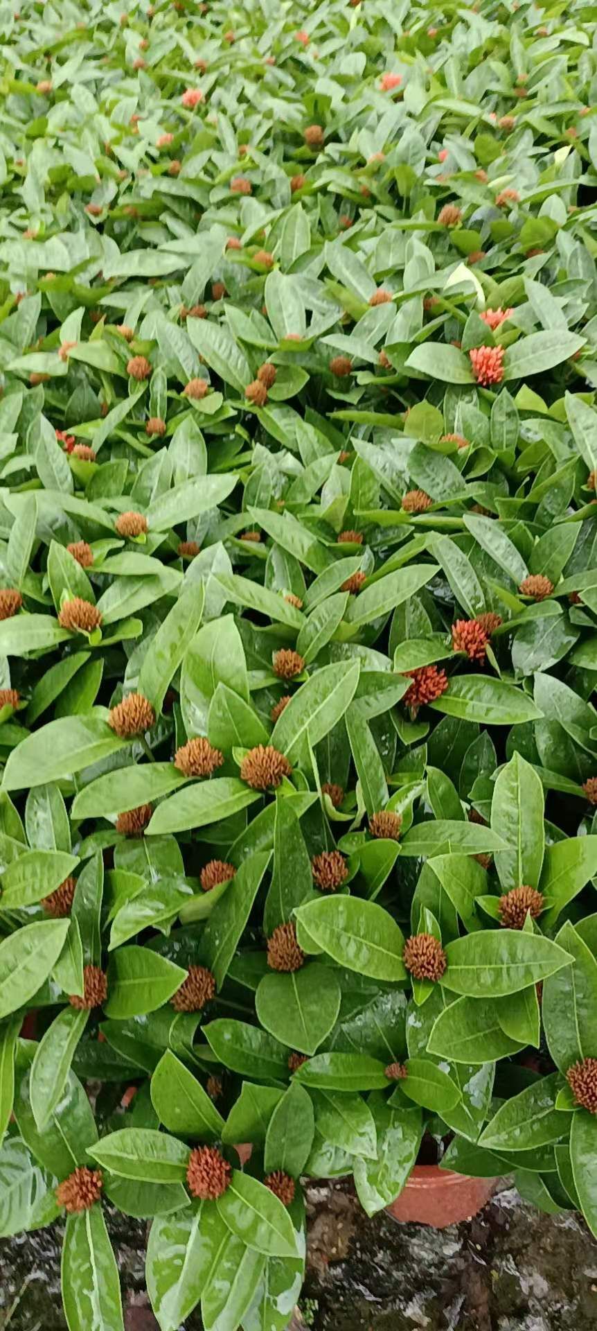 新加坡龙船花