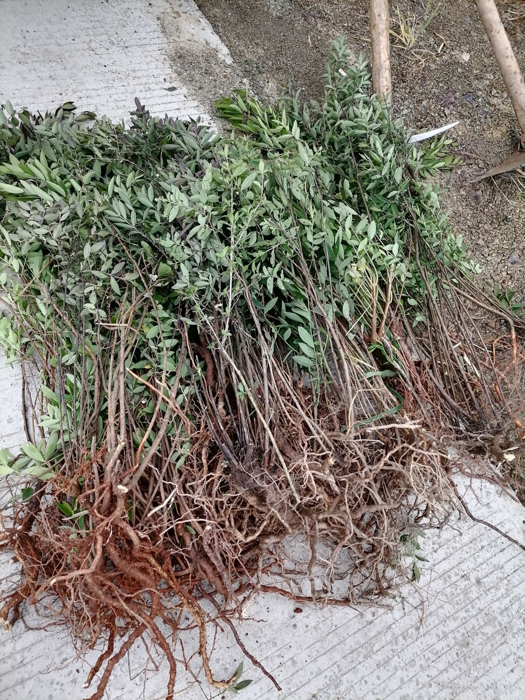 芫花种苗，根须完好，观赏和极好，根，花，叶，杆等都有