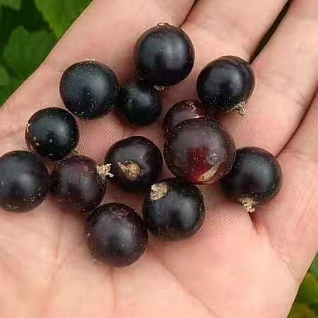 尚志市黑莓 东北黑加仑黑醋栗鲜果，也叫黑豆果小浆果出售