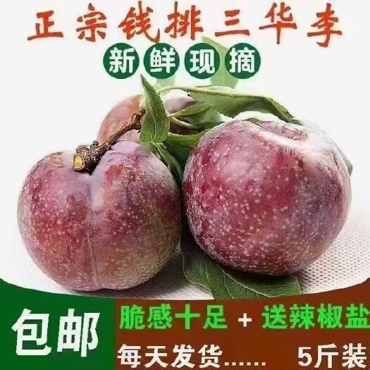 信宜市 钱排“银妃”三华李