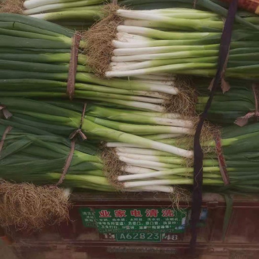 博爱县 供应优质大葱，绿色产品