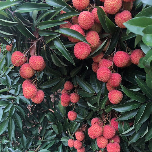 惠州桂味荔枝  桂味，糯米糍荔枝