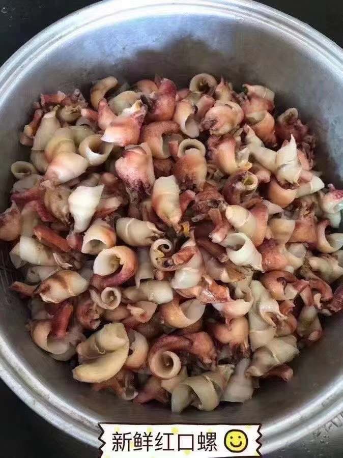 海水螺 水产海螺