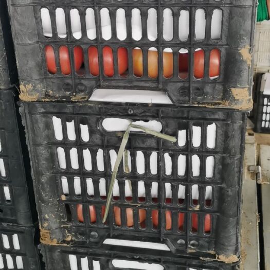 博野县硬粉西红柿  西红柿，硬粉，果型好不空，2岁果，通货精品都有
