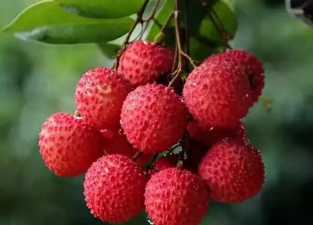 现摘现发顺丰京东冷链广东高州桂味荔枝味清甜，肉质爽脆