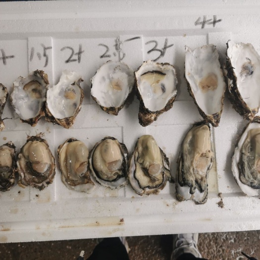 东港市三倍体生蚝  大连二倍体三倍体，全规格