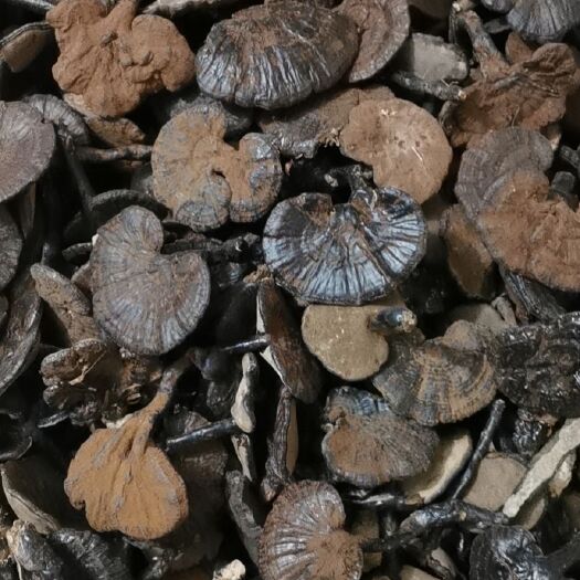 从江县紫灵芝