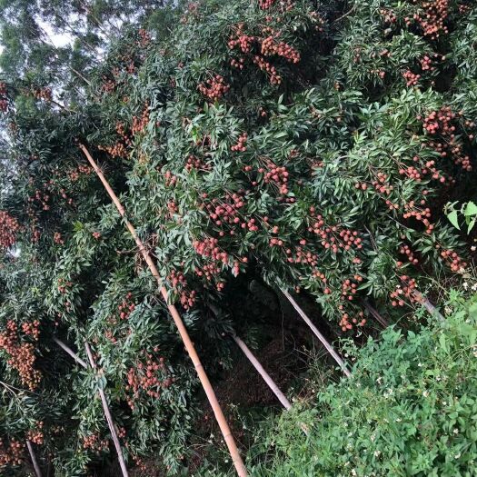 南宁 新棠黑叶荔枝上市了，果靓鲜红无虫口，产地直销