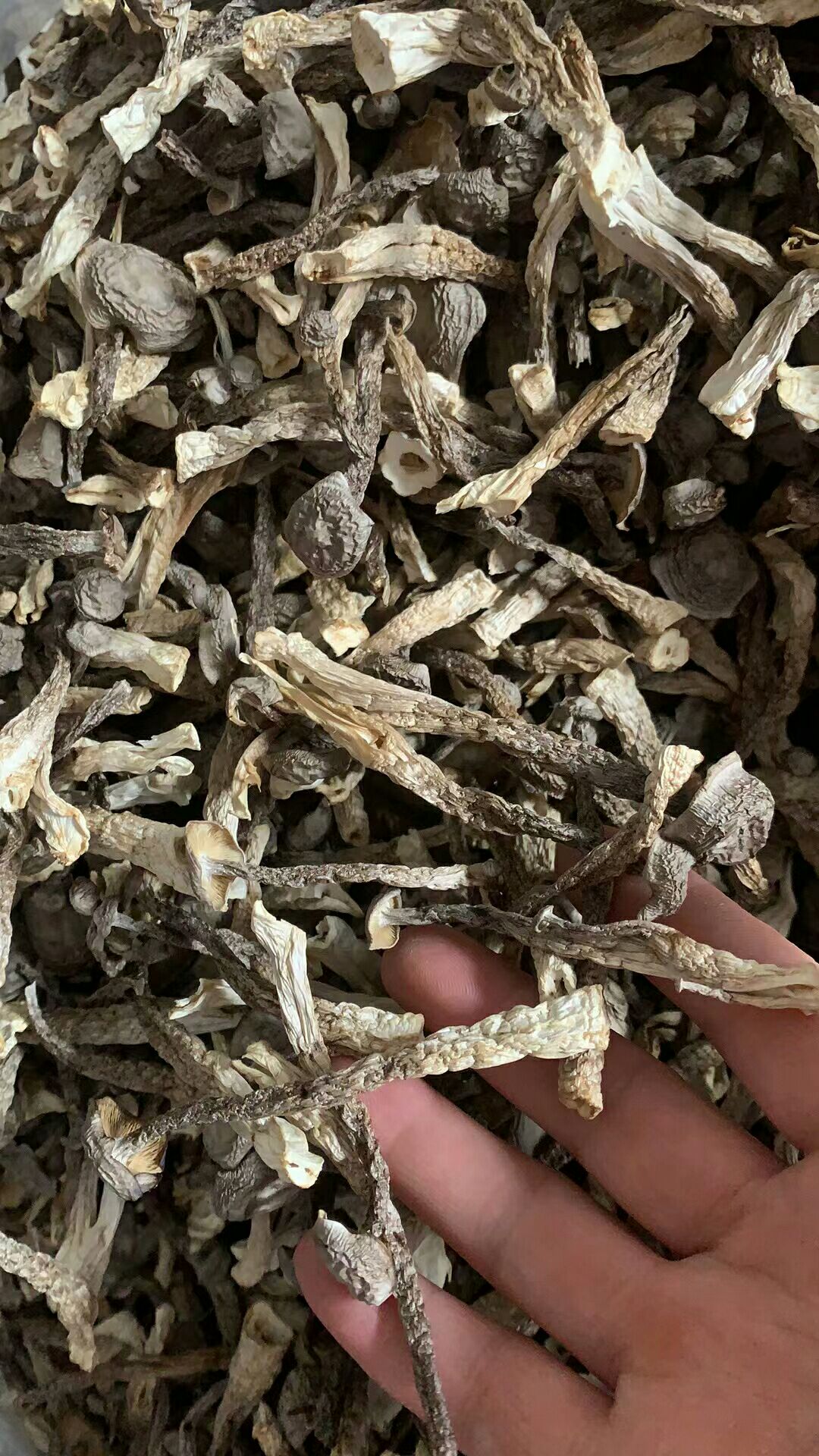 鹿茸菇