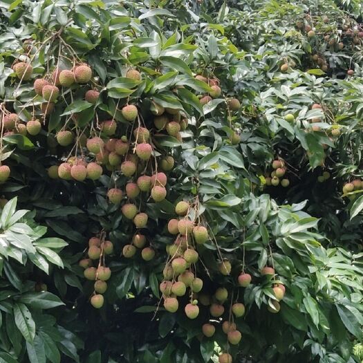 灵山县 妃子笑荔枝果子