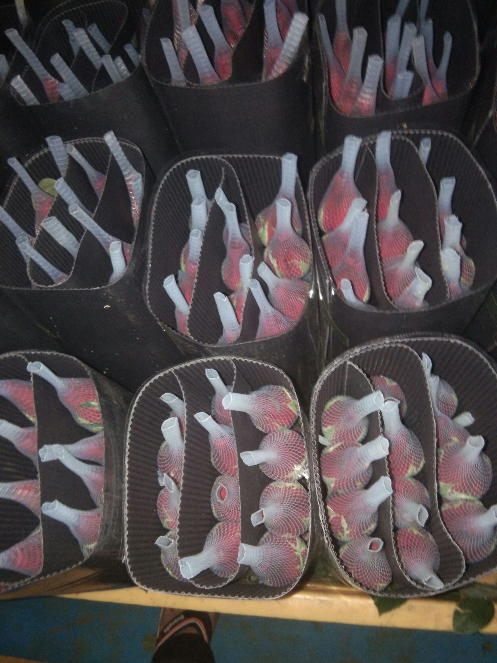 卡罗拉  红玫瑰