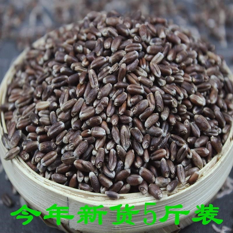 新黑小麦5斤包邮农家黑麦粒带皮黑小麦粒打豆浆煮粥发小麦草