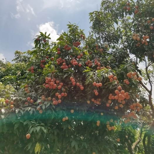 阳西县糯米糍荔枝  荔枝糯米糍