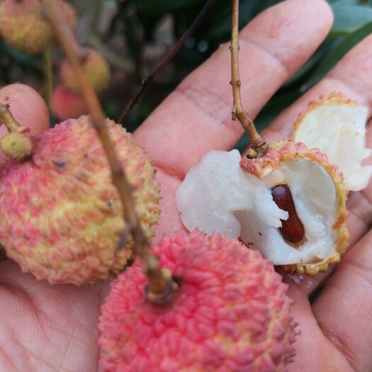 灵山县桂味荔枝 荔枝