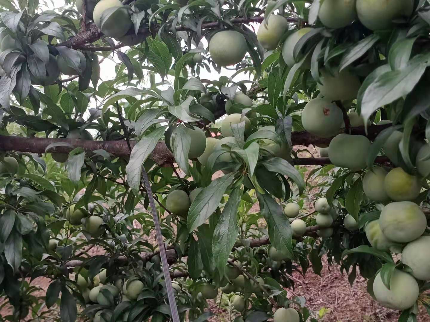 脱骨李 四月李大量下果，需要的联系我