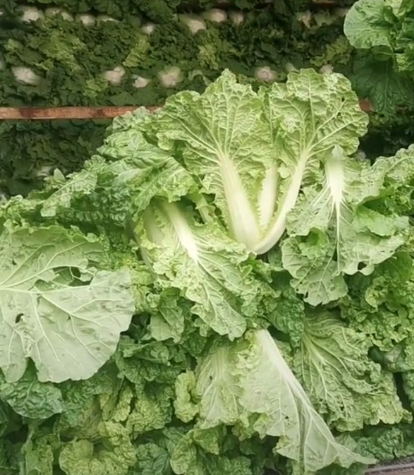 麻叶菜