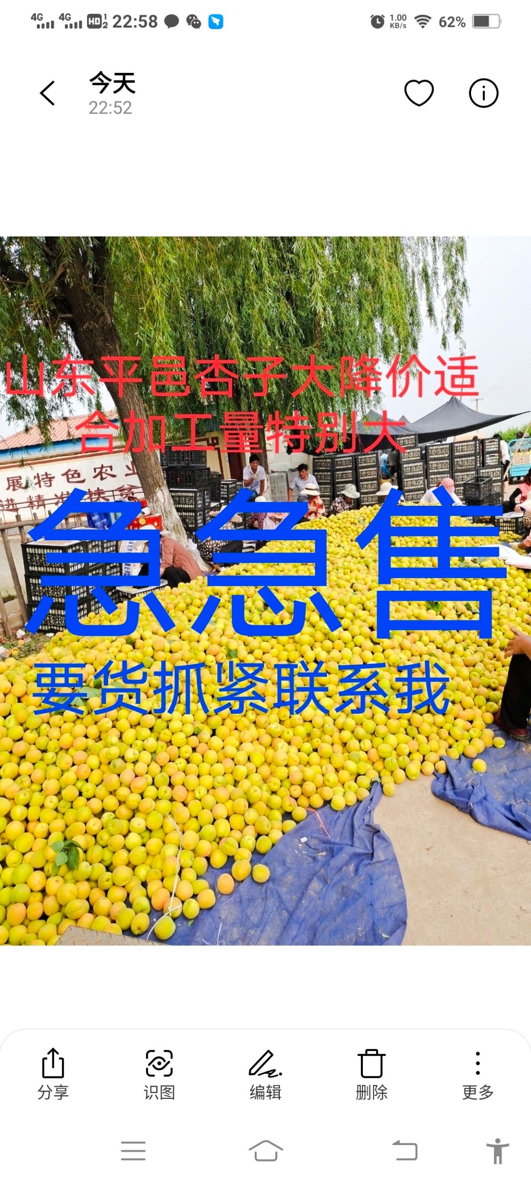 山东平邑金黄凯特杏大量上市供应