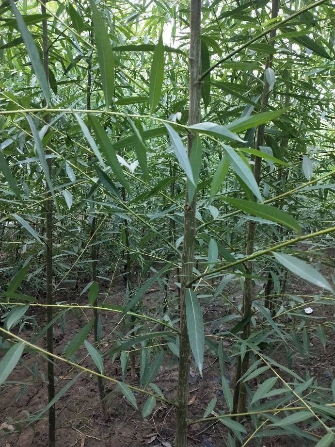 竹柳，速生柳，丛生柳树，直柳，垂柳，绦柳，龙须柳基地欢迎您。