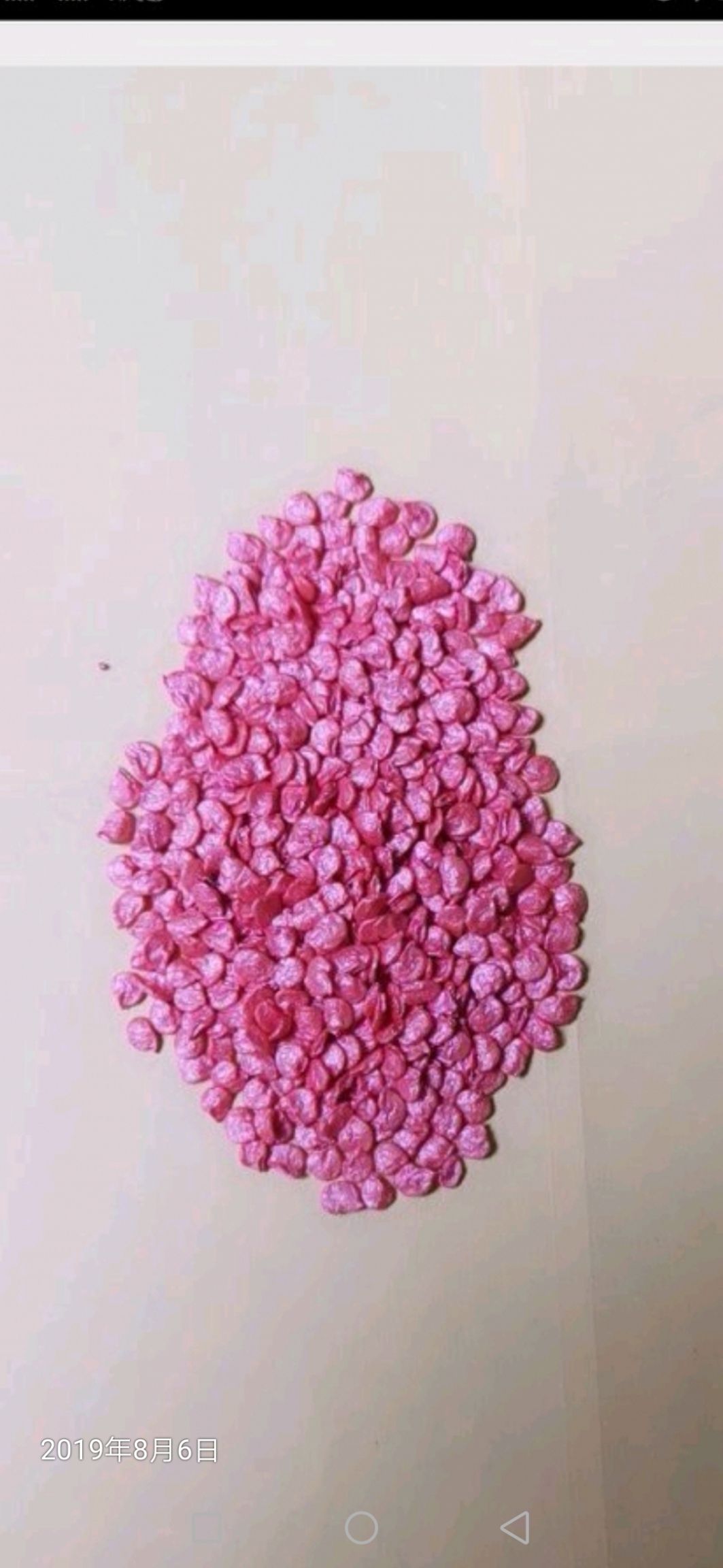 朝天椒种子  大果高硬度，长粗把子，高产抗病强，品质保障厂家