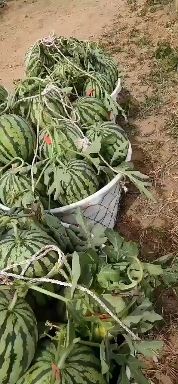 麒麟西瓜  无籽麒麟瓜  8424
