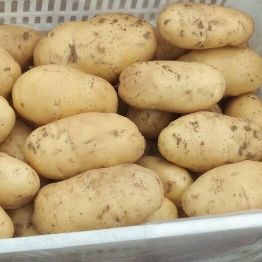 莒县荷兰15  山东土豆，荷兰十五土豆，黄皮黄心，支持全国发货，