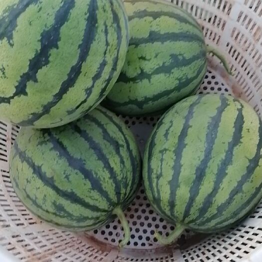 嵩明县 麒麟西瓜