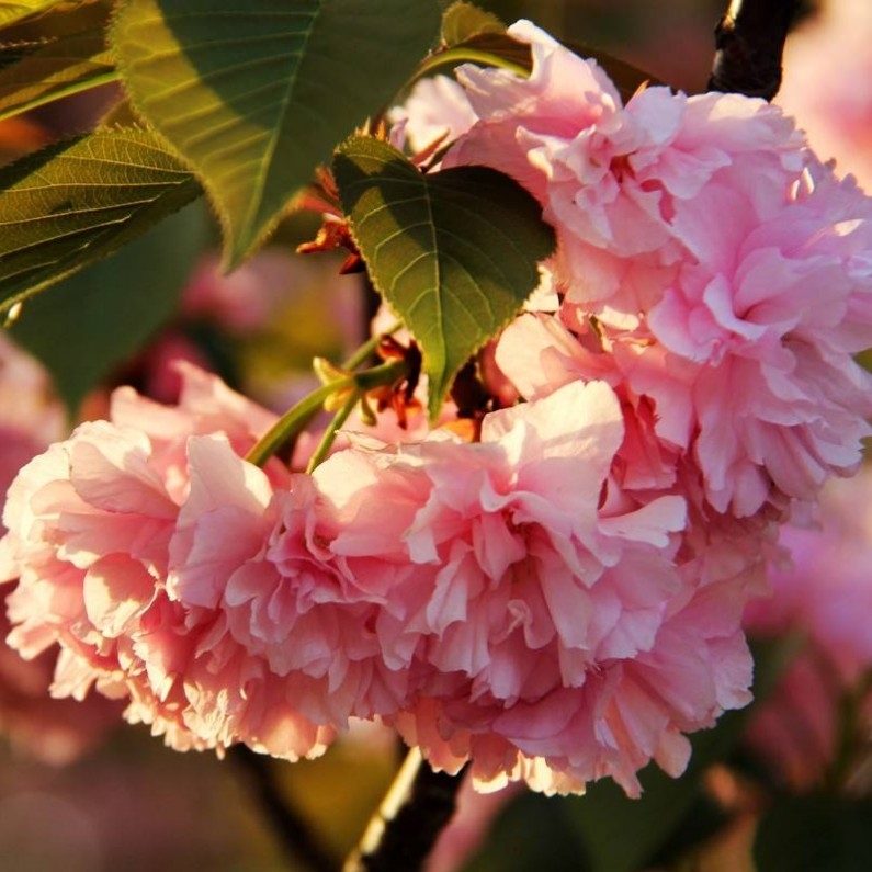杭州樱花种子四季开花林木花卉种子室内外桌面观花盆栽易种活