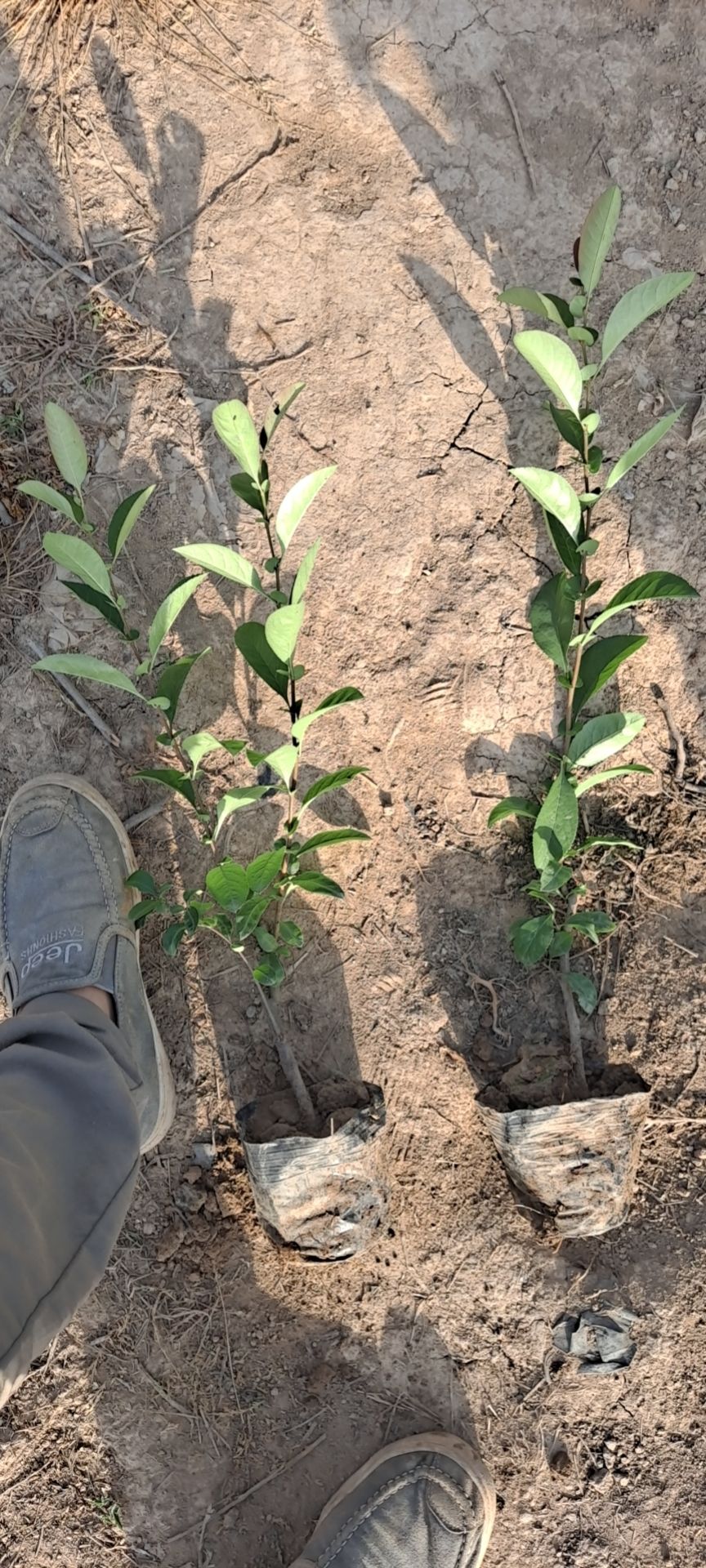 陕西贴梗海棠营养杯 贴梗海棠 50－1米贴梗海棠杯苗批发配送