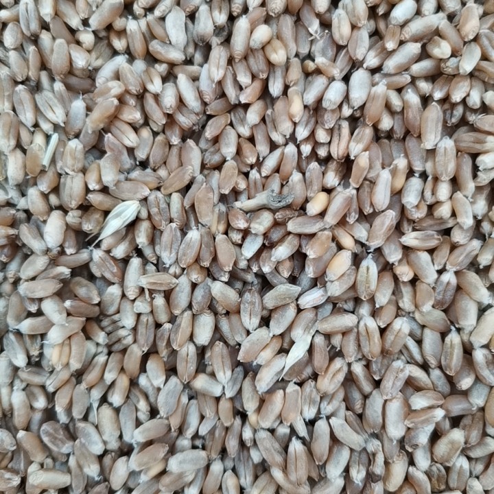 靖江市红麦 农麦88高筋麦，宁麦资126高筋麦
