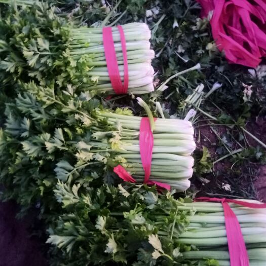 肃宁县芹菜