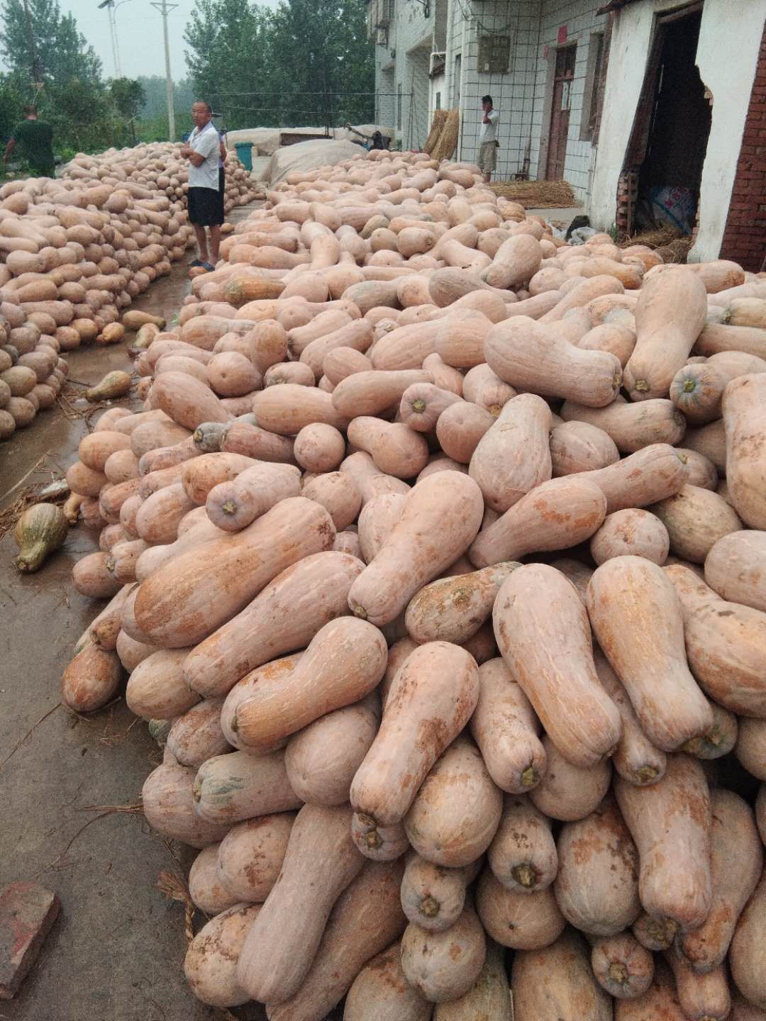 蜜本南瓜  又甜又面早熟密本南瓜，产地一手货源，量大从优。