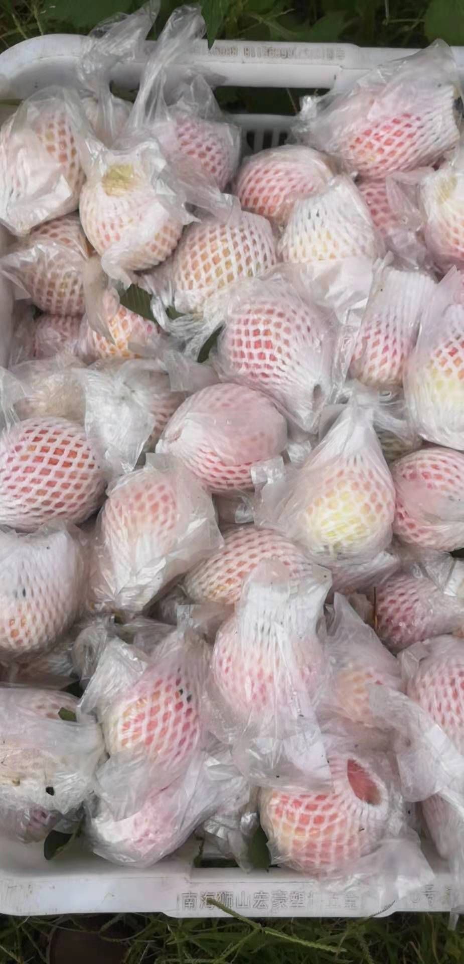 番石榴  增城品牌胭脂红蕃石榴