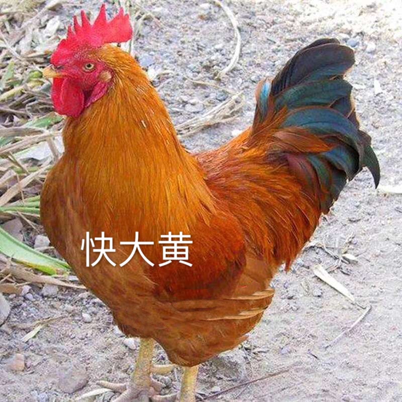 快大黄鸡苗  快大黄九斤黄打液氮马立刻疫苗，包路途存活，包发货到家