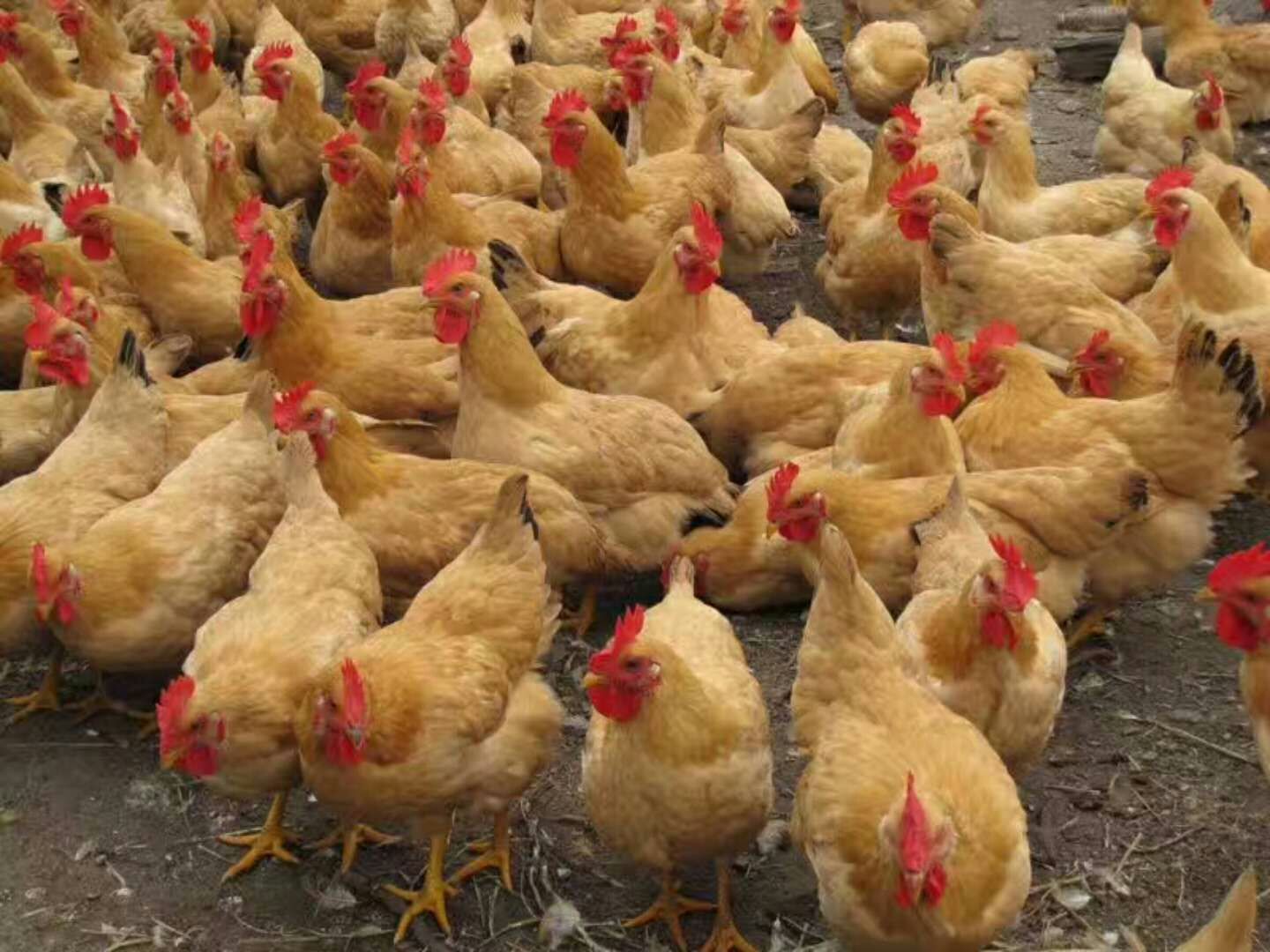 快大黄鸡苗  快大黄九斤黄打液氮马立刻疫苗，包路途存活，包发货到家