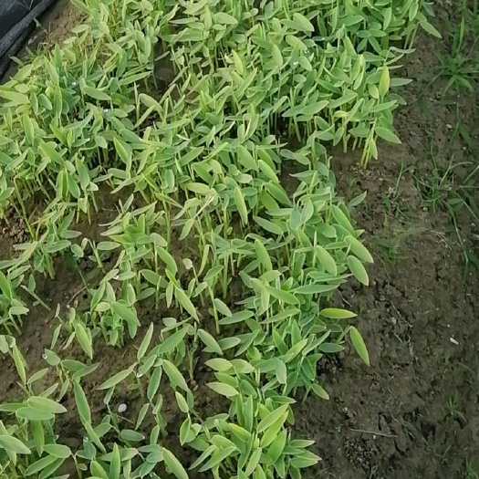 杭州鼠尾草  再力花