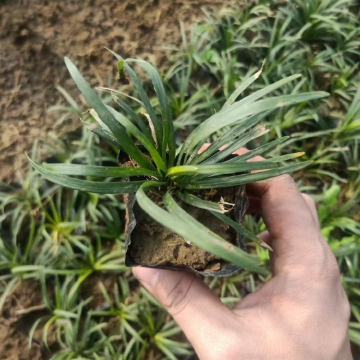 青州市 玉龙草