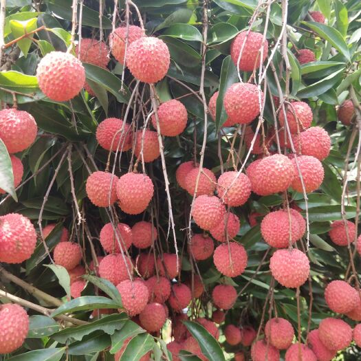 廉江市桂味荔枝 找收购商《荔枝桂味》