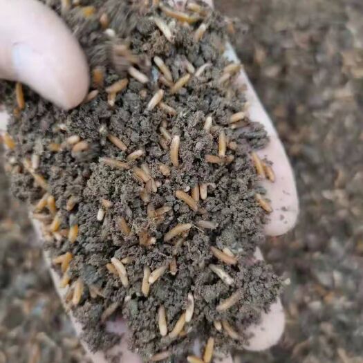天津东亚飞蝗 蚂蚱卵，蝗虫卵