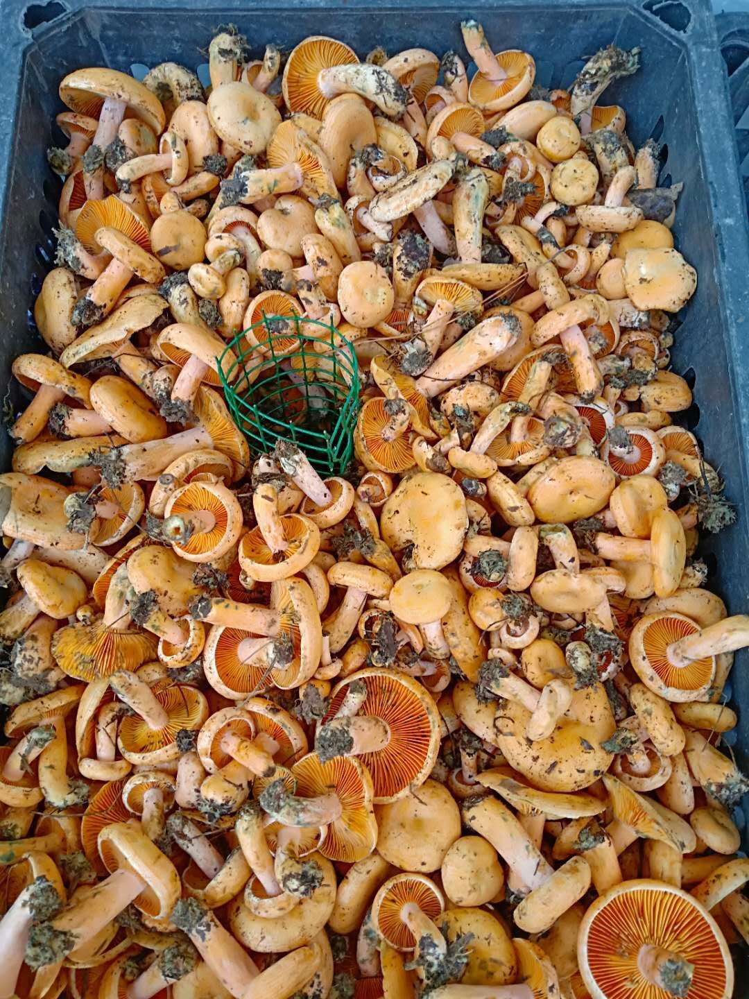 松树菌  松 树 菌 批 发  来自大山深处的食材 无任何污