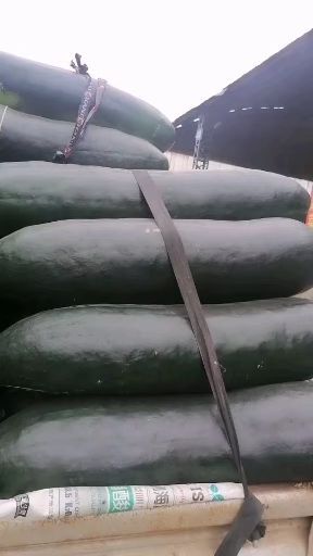 黑皮冬瓜  冬瓜